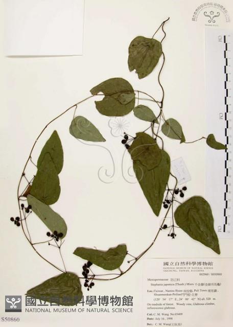 千金藤、金線吊烏龜藏品圖，第1張