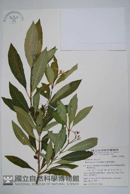 蘿芙木藏品圖，第1張