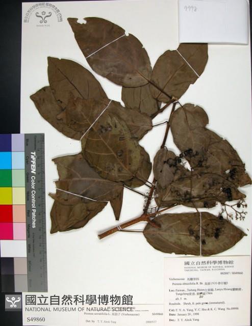 臭娘子藏品圖，第1張