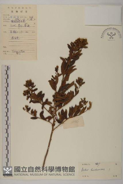 白舌紫菀藏品圖，第1張