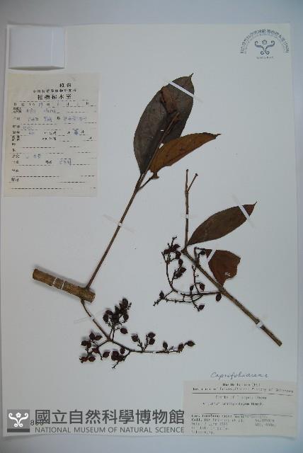 短序莢迷藏品圖，第1張