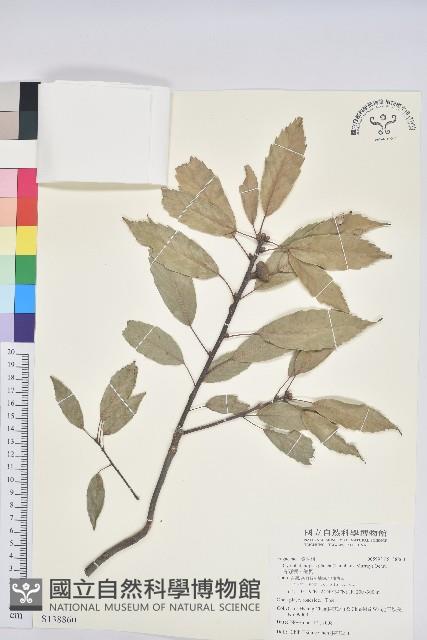 青剛櫟、鐵椆藏品圖，第1張