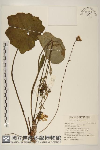 山菊藏品圖，第1張