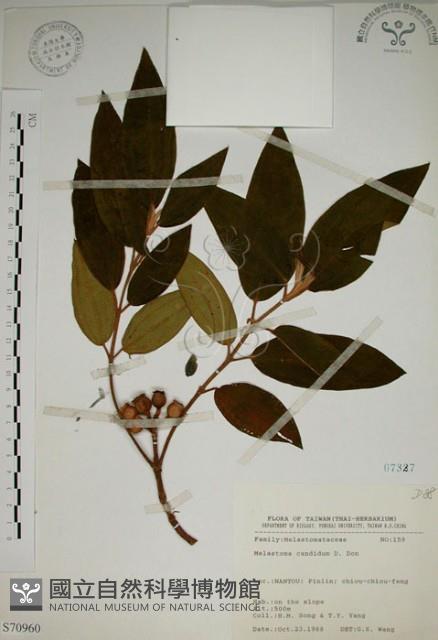 野牡丹藏品圖，第1張