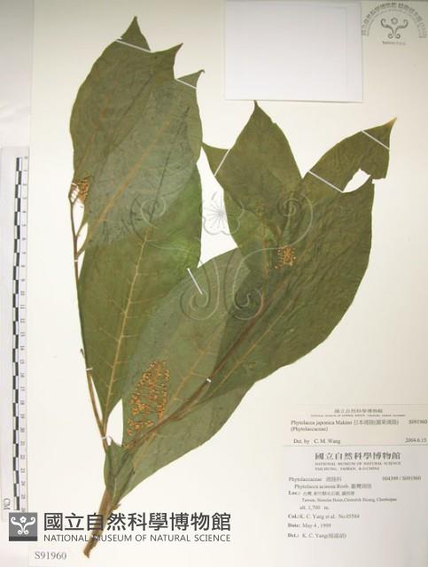 日本商陸、圓果商陸藏品圖，第1張