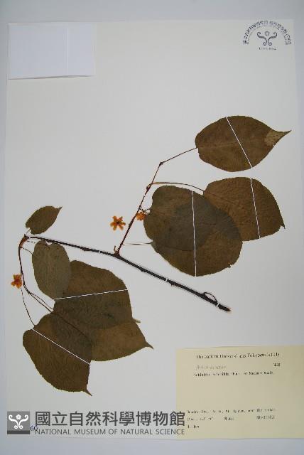 狗棗獼猴桃藏品圖，第1張