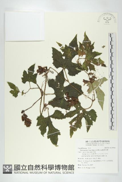 槭葉括摟藏品圖，第1張