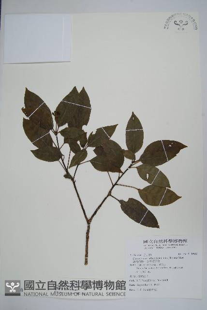 臺灣樹參藏品圖，第1張