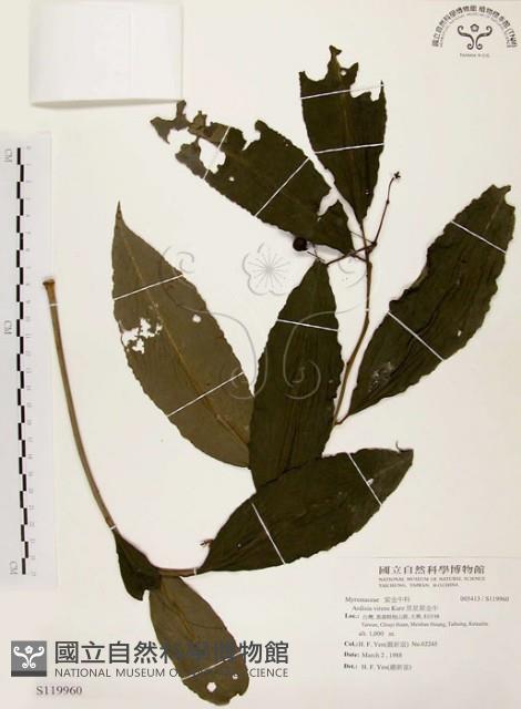 黑星紫金牛藏品圖，第1張