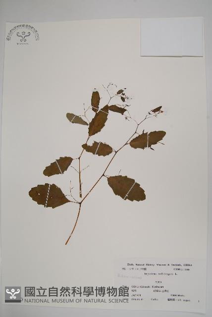 水金鳳藏品圖，第1張