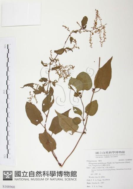 台灣何首烏藏品圖，第1張