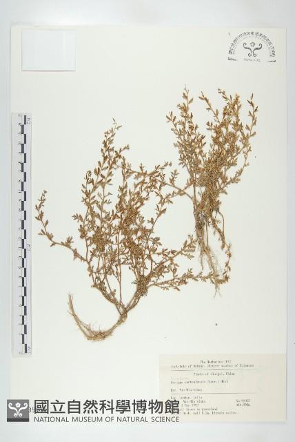 廣東葶藶藏品圖，第1張