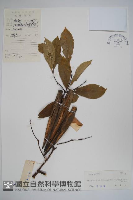 羊角扭藏品圖，第1張