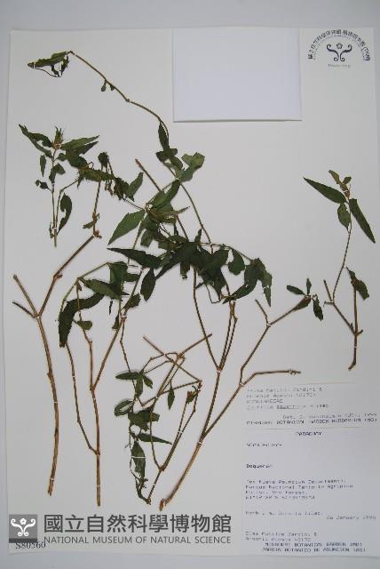 登錄號:S080560藏品圖，第1張