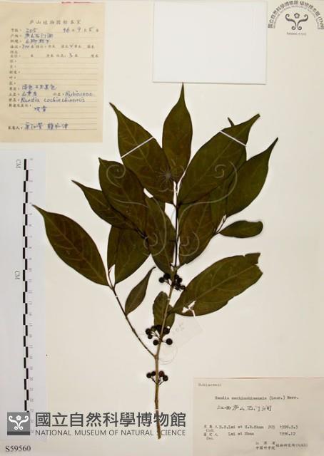 茜草樹藏品圖，第1張