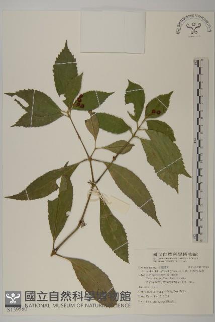 草珊瑚、紅果金粟蘭藏品圖，第1張