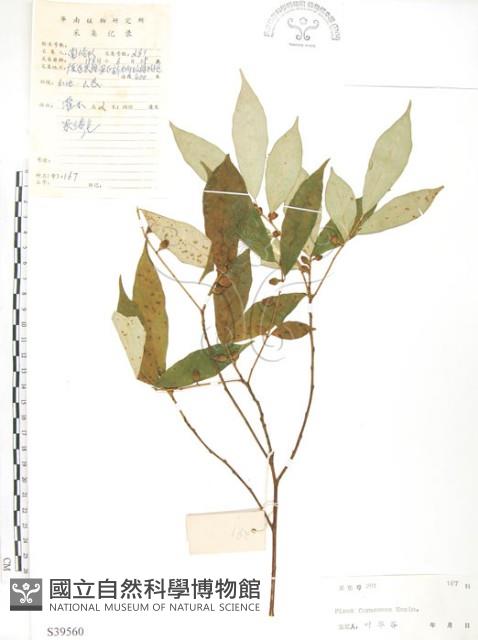 Taiwan Fig-tree Collection Image