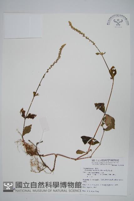 假川牛膝藏品圖，第1張