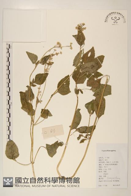 貓腥草藏品圖，第1張