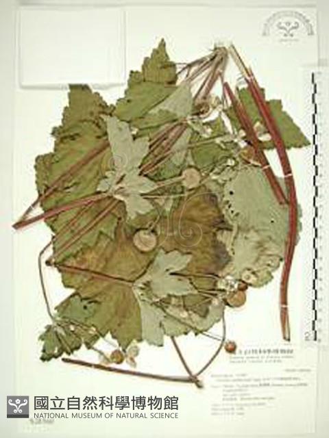 小白頭翁、野棉花藏品圖，第1張