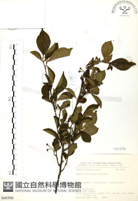 烏皮九芎、奮起湖野茉莉藏品圖，第1張