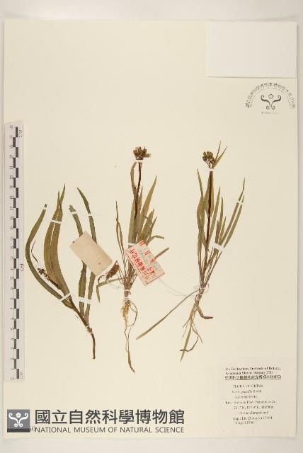 細葉苦實藏品圖，第1張