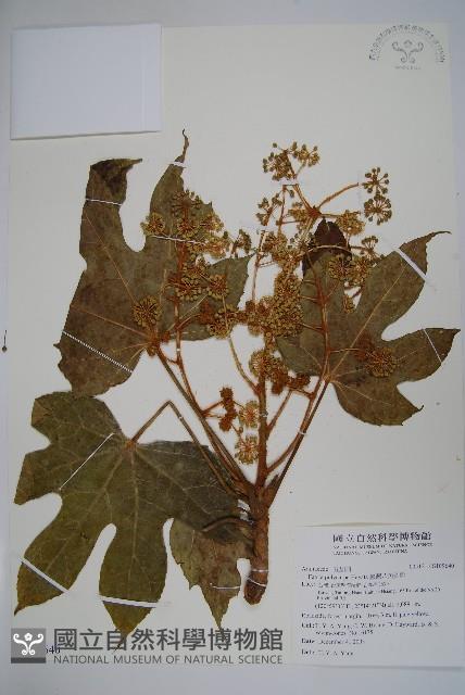 臺灣八角金盤藏品圖，第1張