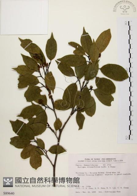 秀柱花藏品圖，第1張