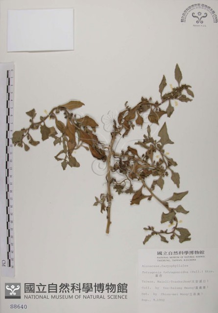 番杏藏品圖，第1張