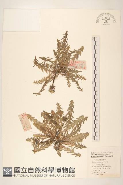 川甘蒲公英藏品圖，第1張