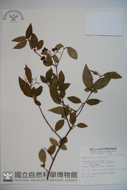 狹葉莢迷藏品圖，第1張