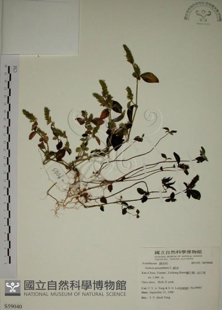 爵床藏品圖，第1張