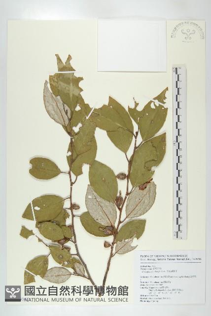 鄧氏胡頹子藏品圖，第1張