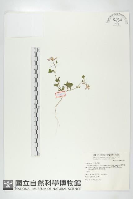 濱萊菔藏品圖，第1張