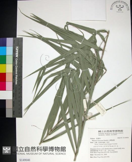 台灣海棗藏品圖，第1張