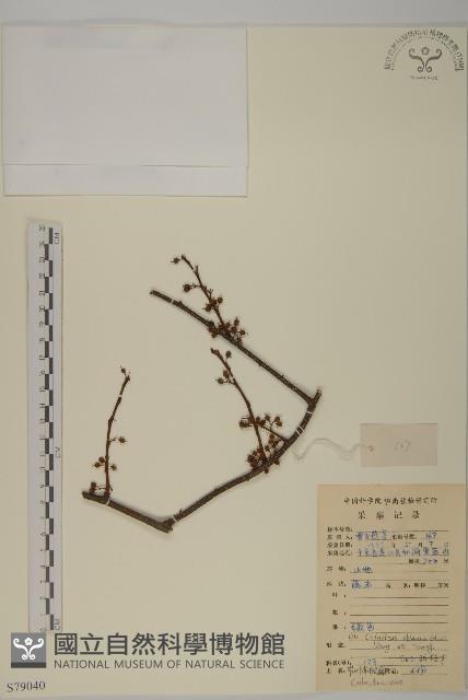 窄葉南蛇藤藏品圖，第1張