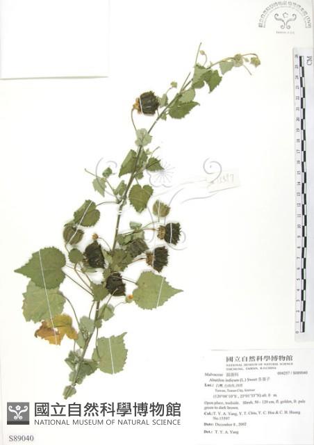 冬葵子藏品圖，第1張
