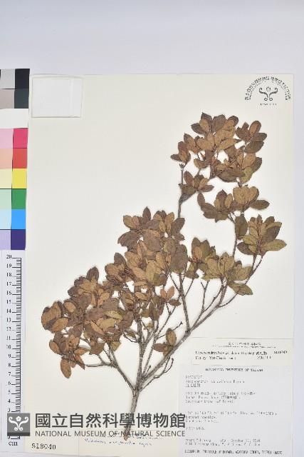 南澳杜鵑藏品圖，第1張