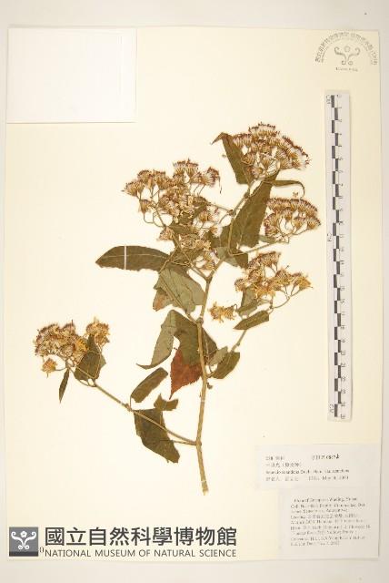 蔓黃菀藏品圖，第1張