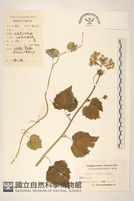 蒲兒根藏品圖，第1張