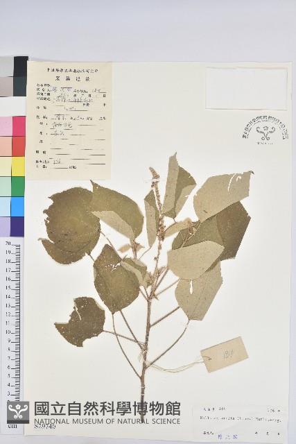 白背葉藏品圖，第1張