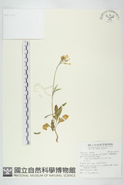 倒吊蓮、匙葉燈籠草藏品圖，第1張