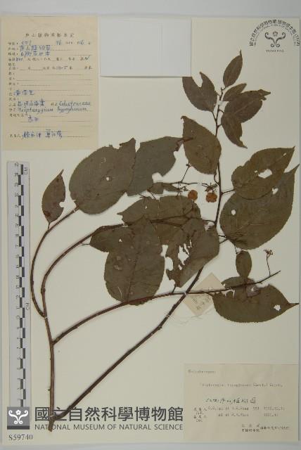 昆明山海棠藏品圖，第1張