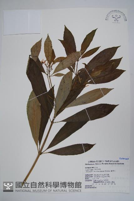 蘿芙木藏品圖，第1張