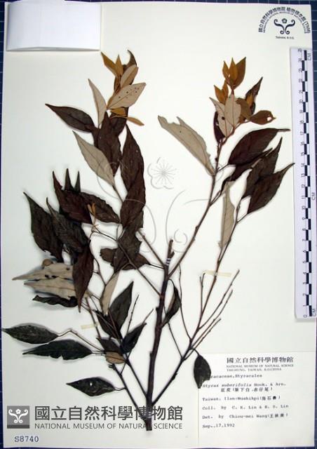 紅皮、葉下白、赤仔尾藏品圖，第1張