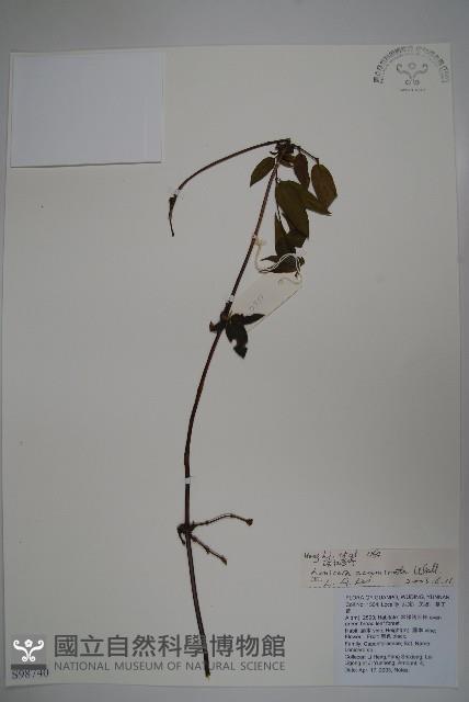 阿里山忍冬、漸尖葉忍冬藏品圖，第1張