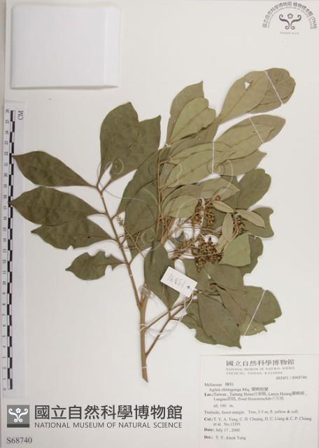 蘭嶼樹蘭藏品圖，第1張