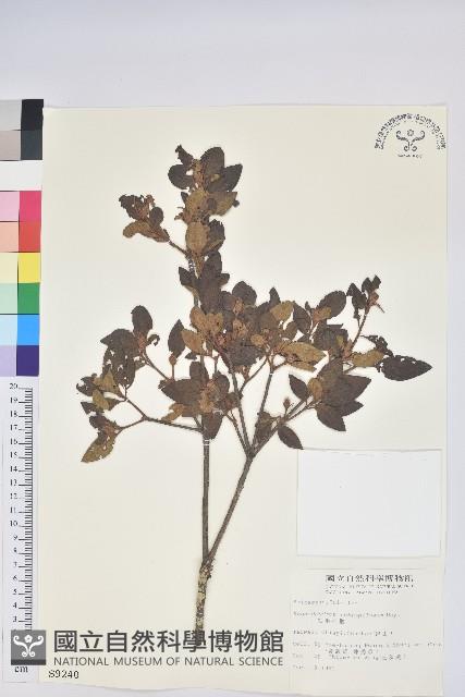 紅毛杜鵑藏品圖，第1張