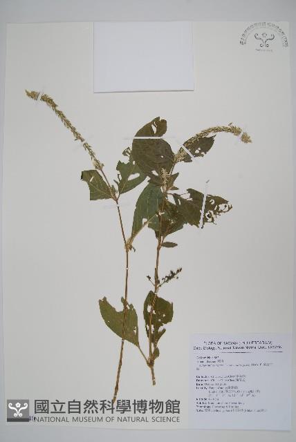紫莖牛膝、台灣牛膝藏品圖，第1張