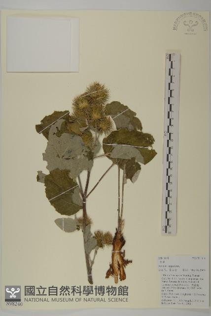 牛蒡藏品圖，第1張